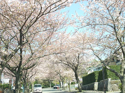 城ケ崎海岸駅からの桜並木