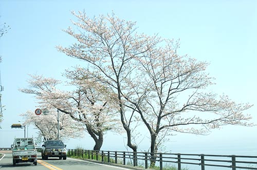 海岸沿い道の桜