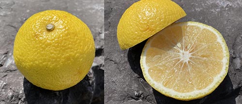 爽やかな甘みの柑橘類