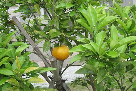 城ケ崎荘のお庭にある柑橘
