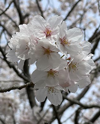 2022春「桜」