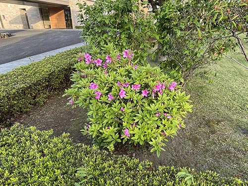 城ケ崎荘のつつじ。