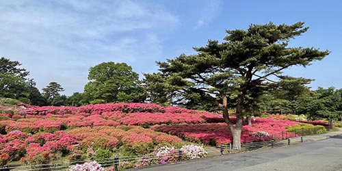 小室山のつつじ園。