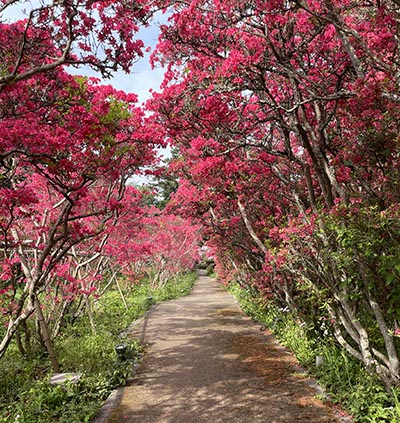 つつじのトンネル。
