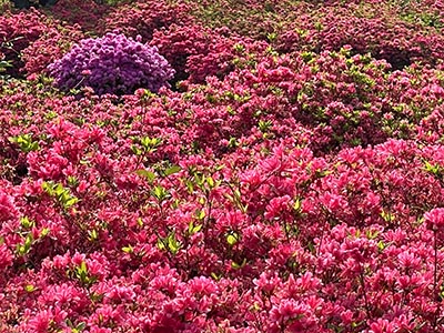 まるで赤い絨毯のよう。