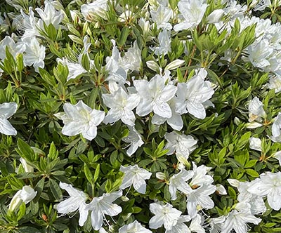 つつじは、ツツジ科ツツジ属の植物。