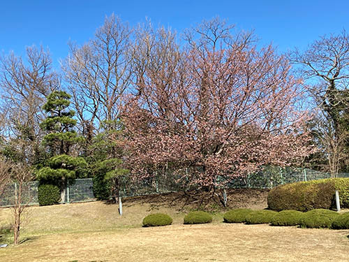 城ケ崎荘の裏庭の大寒桜（2024年2月末頃）