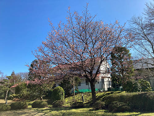 城ケ崎荘で最初に春を迎えてくれる