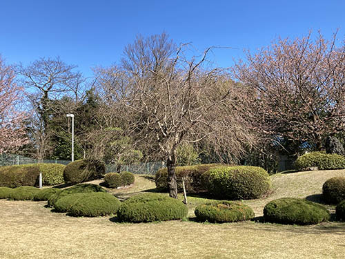 中央にある枝垂れ桜（2024年2月末頃）