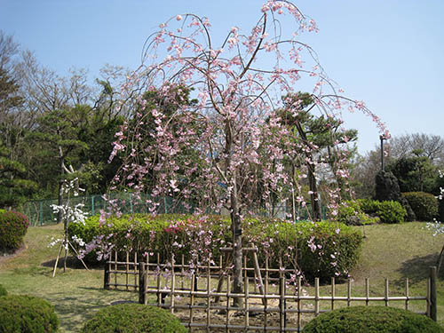 枝垂桜が咲くとこんな様子でした（城ケ崎荘オープン頃）