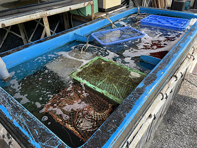 入口に生け簀があります