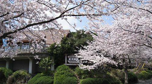 城ケ崎海岸駅と桜